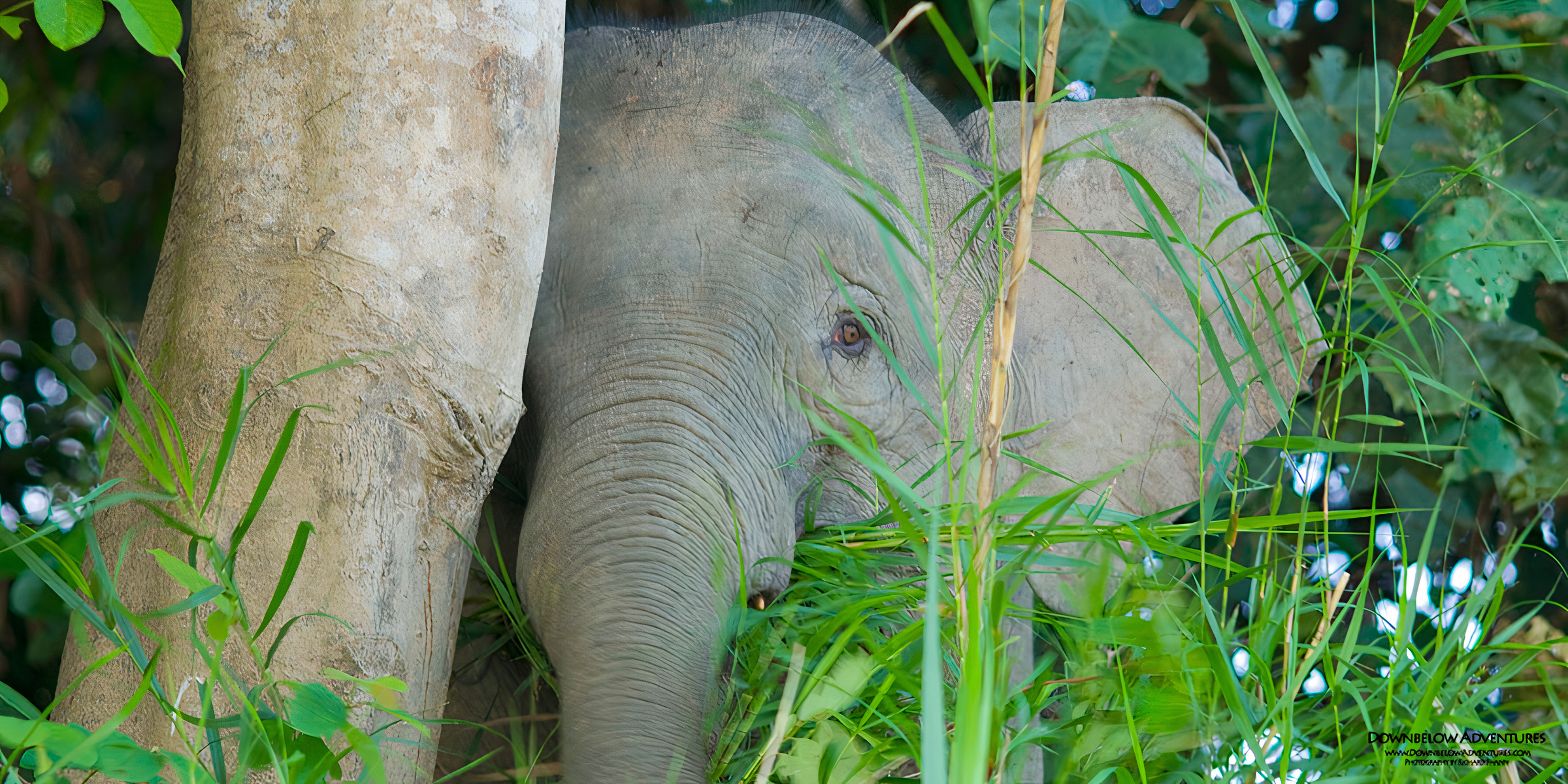 A pygmy elephant peeking from the trees.